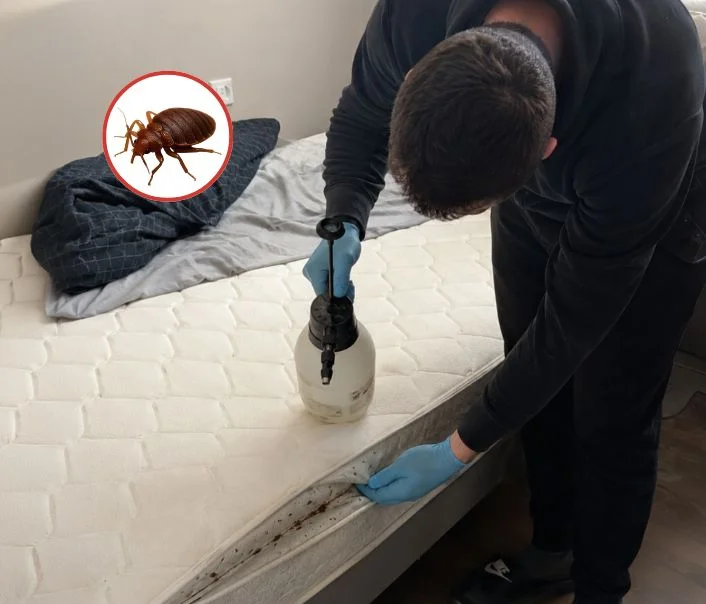 Technicien traitant un matelas contre les punaises de lit à Chauvry